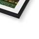 Big Ben, Remembrance Day  Framed &amp; Mounted Print image 4